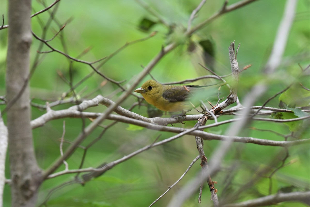 Scarlet Tanager - ML458814921