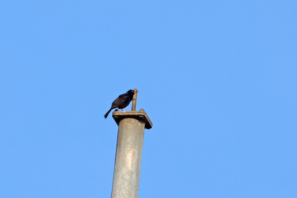 Common Grackle - ML458817681