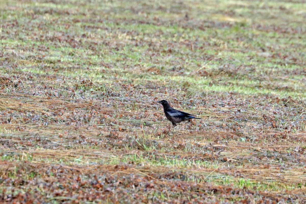 American Crow - ML458817741