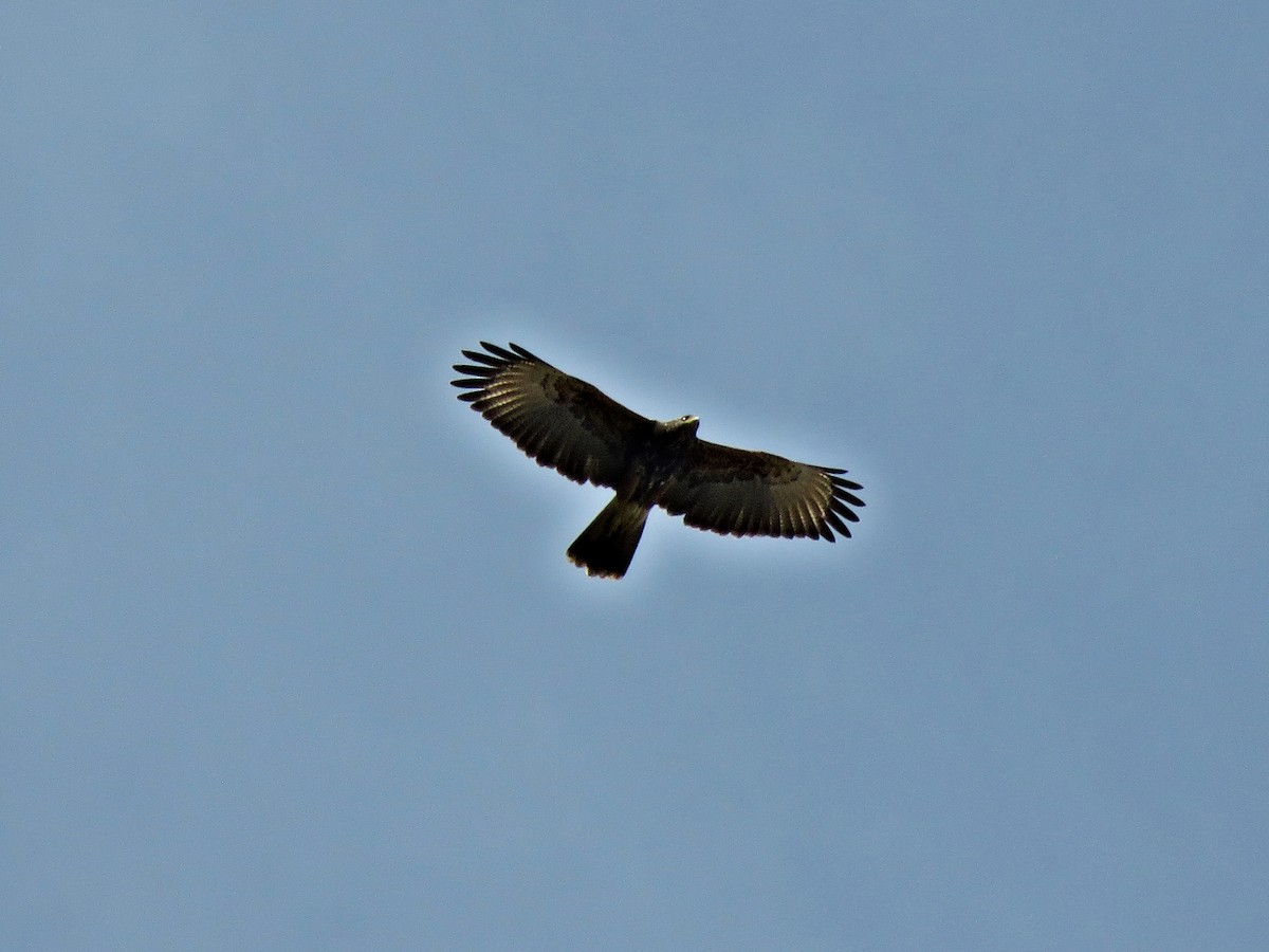 Wüstenbussard (unicinctus) - ML458817751