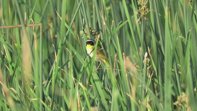 Common Yellowthroat - ML458817831