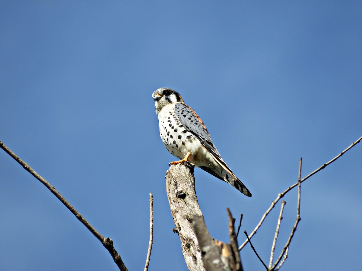 American Kestrel - ML458817841