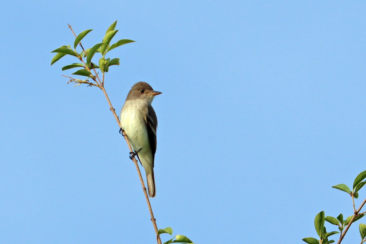 Willow Flycatcher - ML458818481