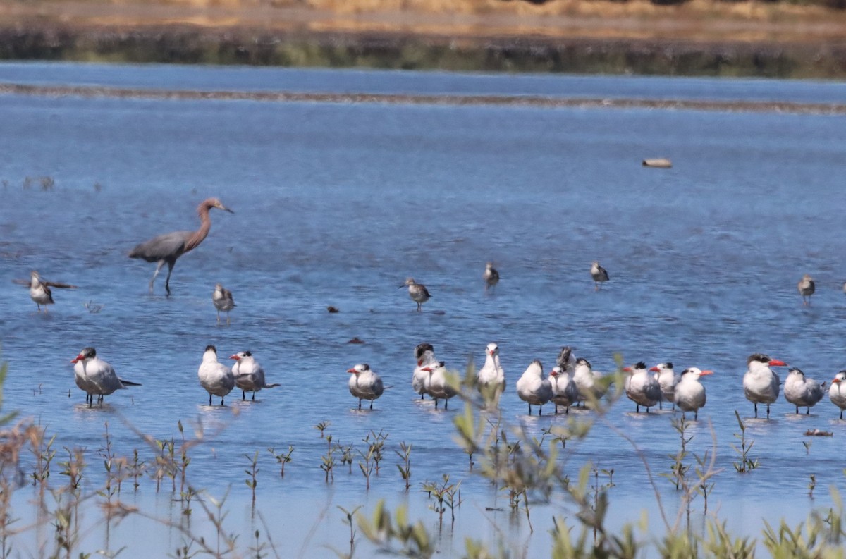 Reddish Egret - ML458819831