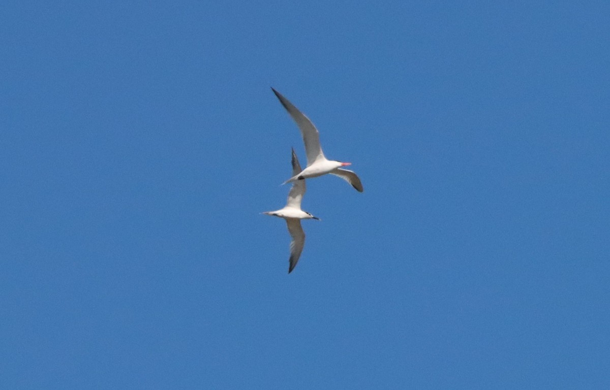 Sandwich Tern - ML458819841