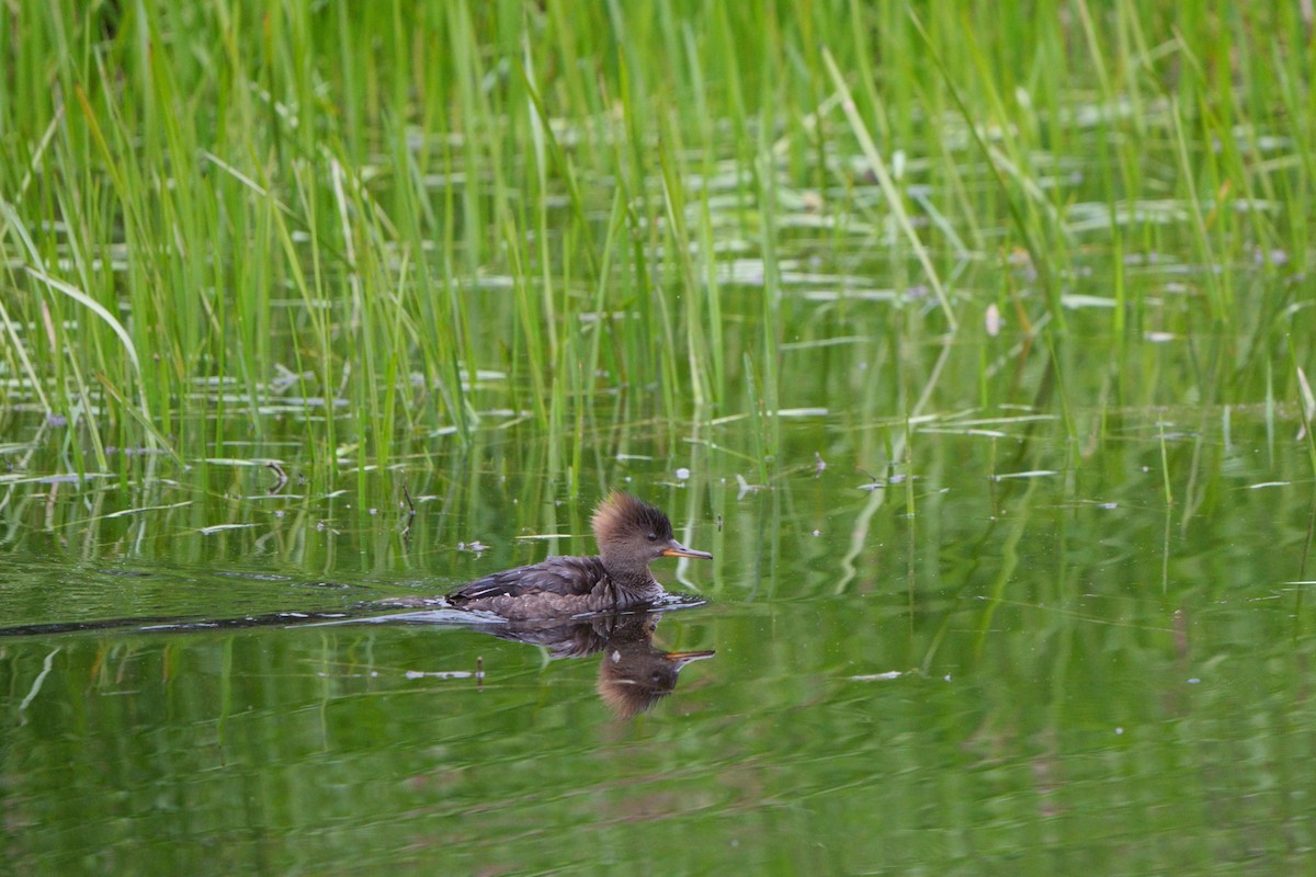 Hooded Merganser - Mei Hsiao