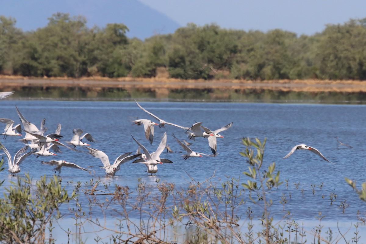 Caspian Tern - ML458820311