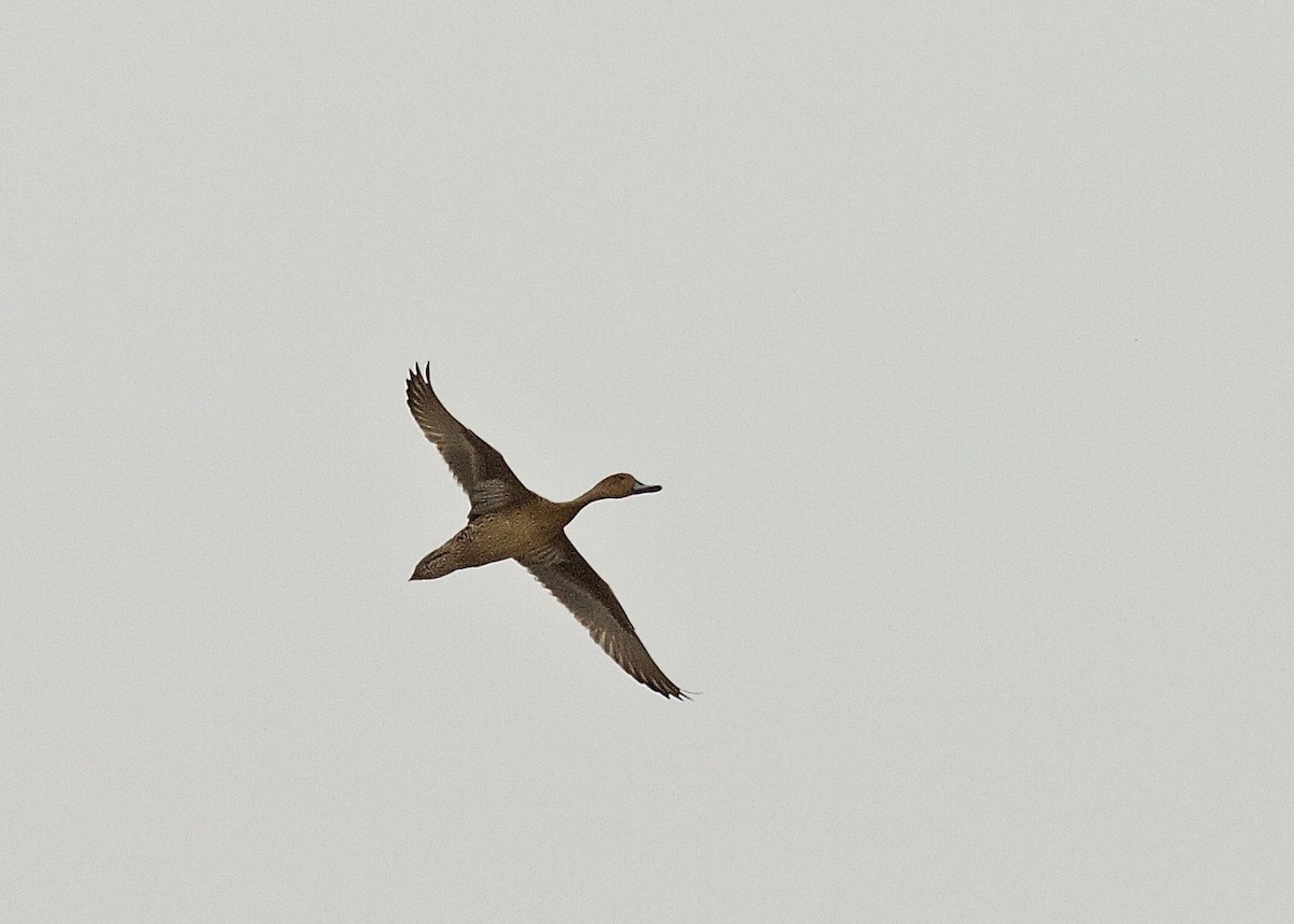 Northern Pintail - ML45882041