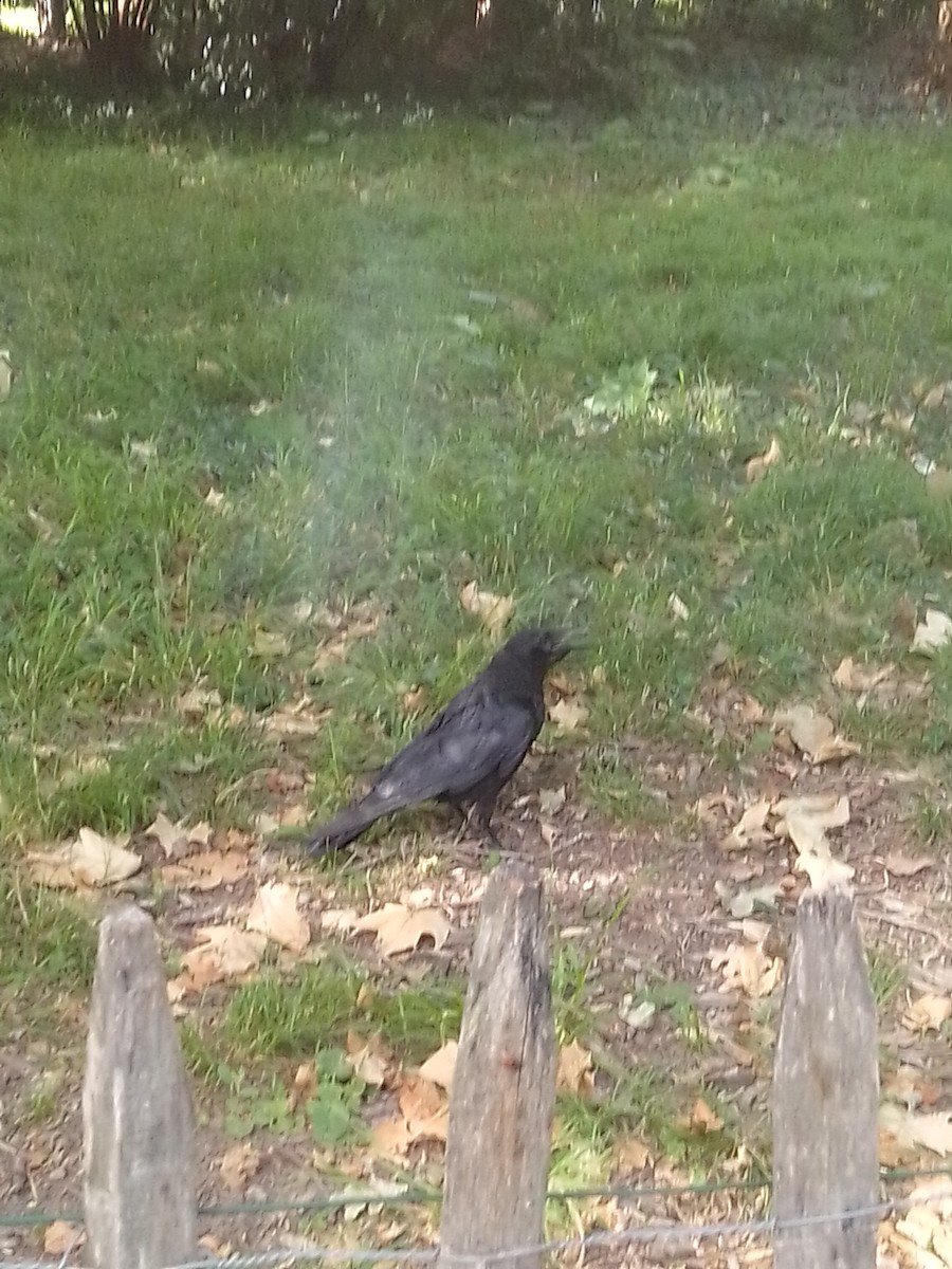 Common Raven - ML458821811