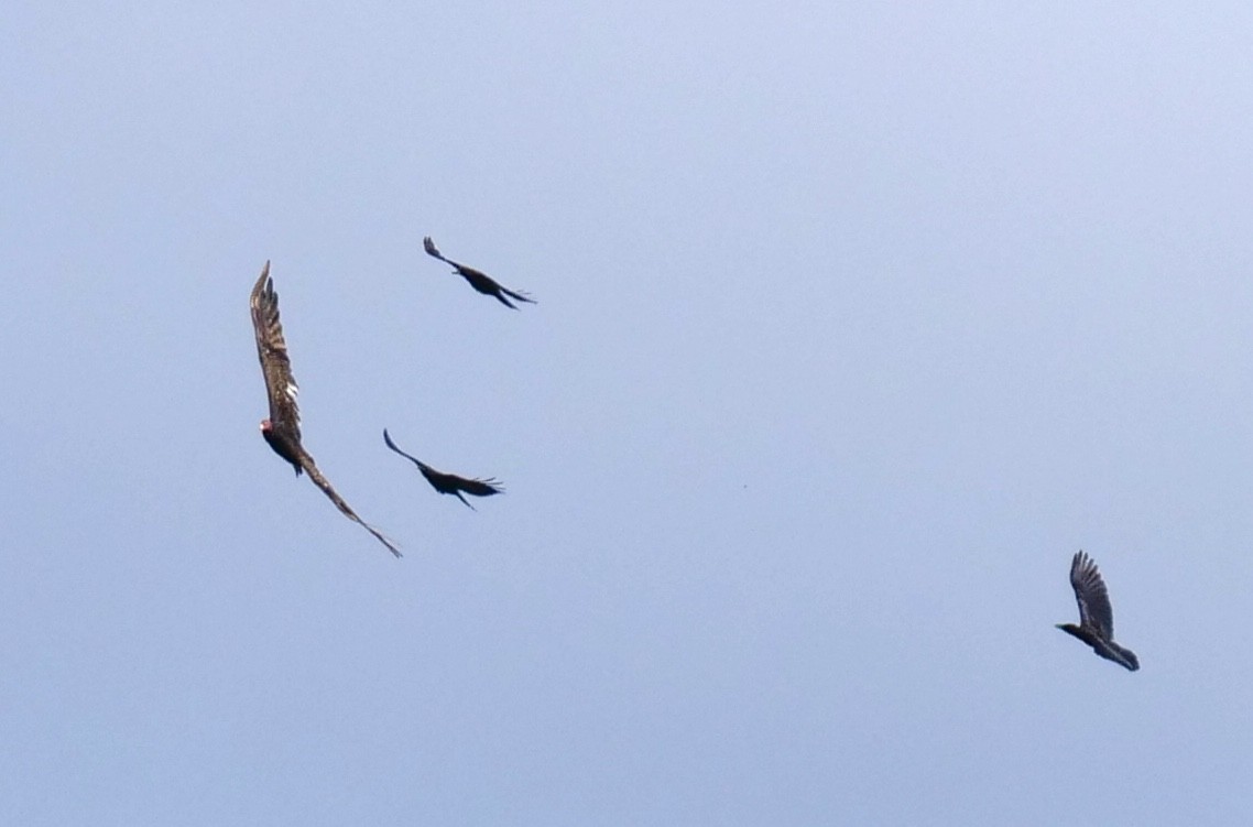 Turkey Vulture - ML458823441