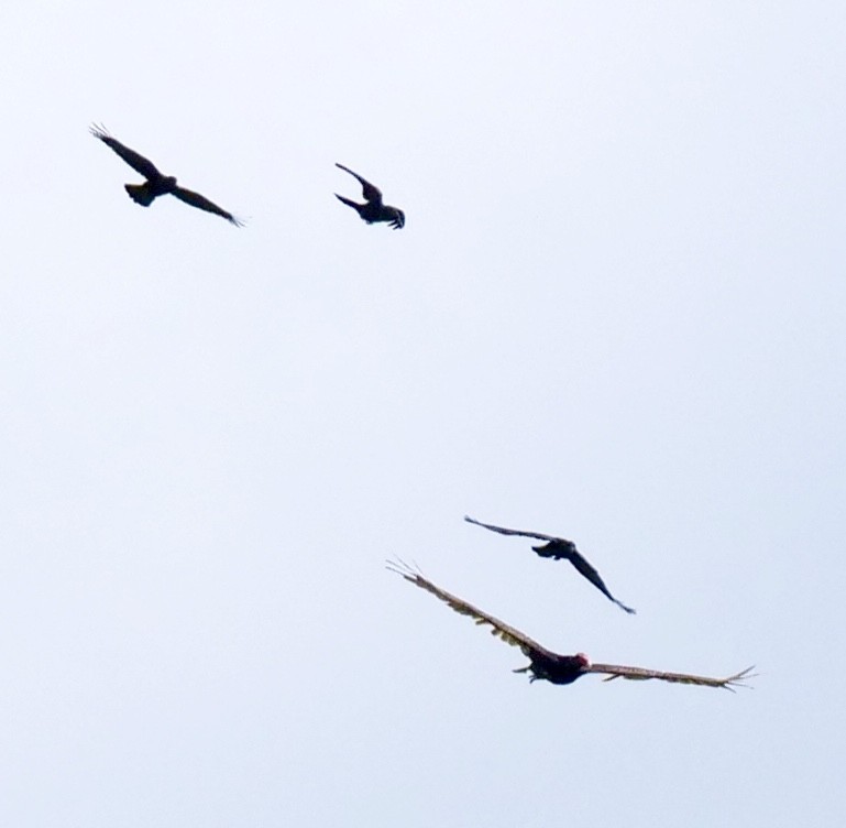 Turkey Vulture - ML458823451