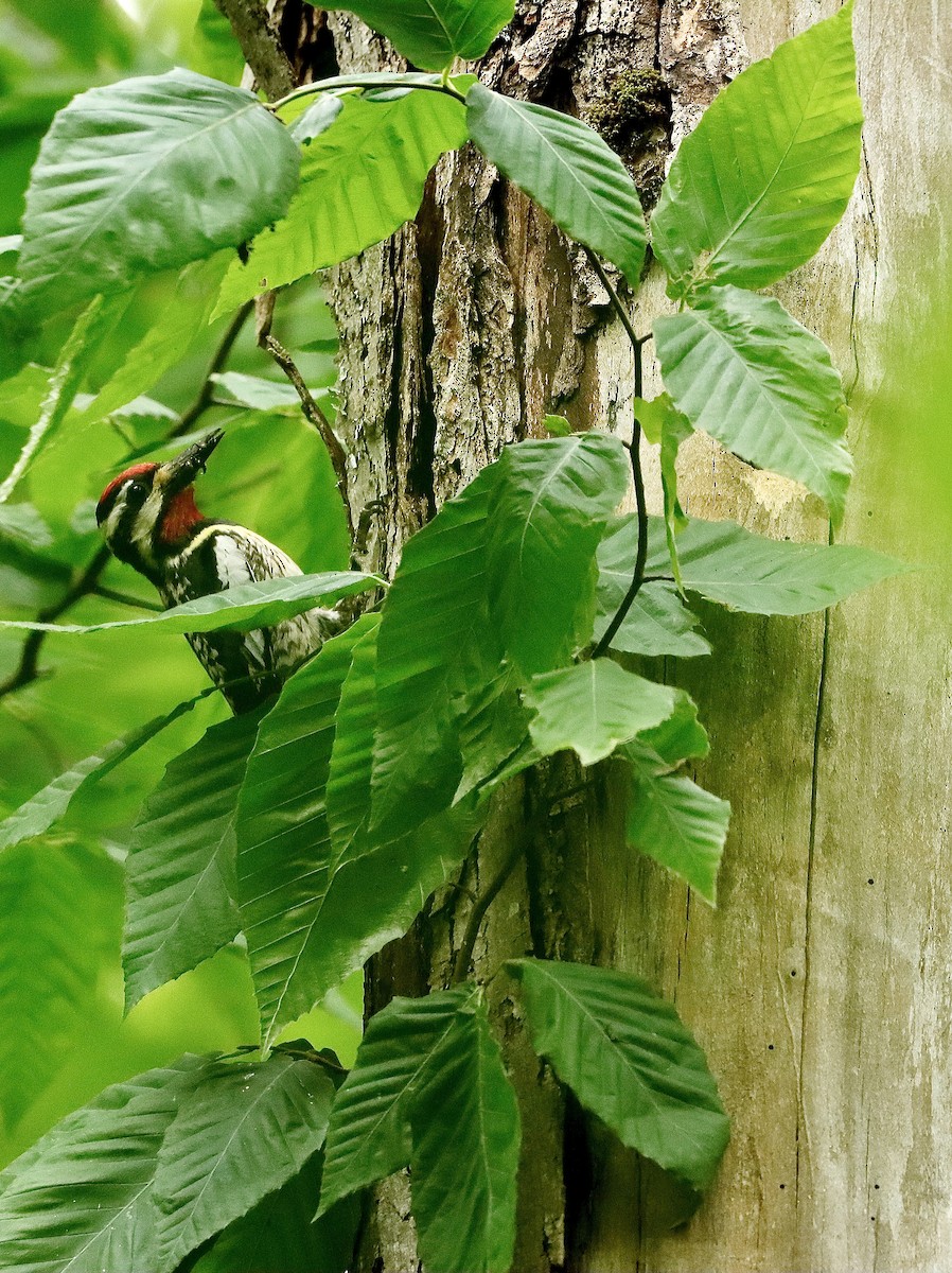 Yellow-bellied Sapsucker - ML458823721