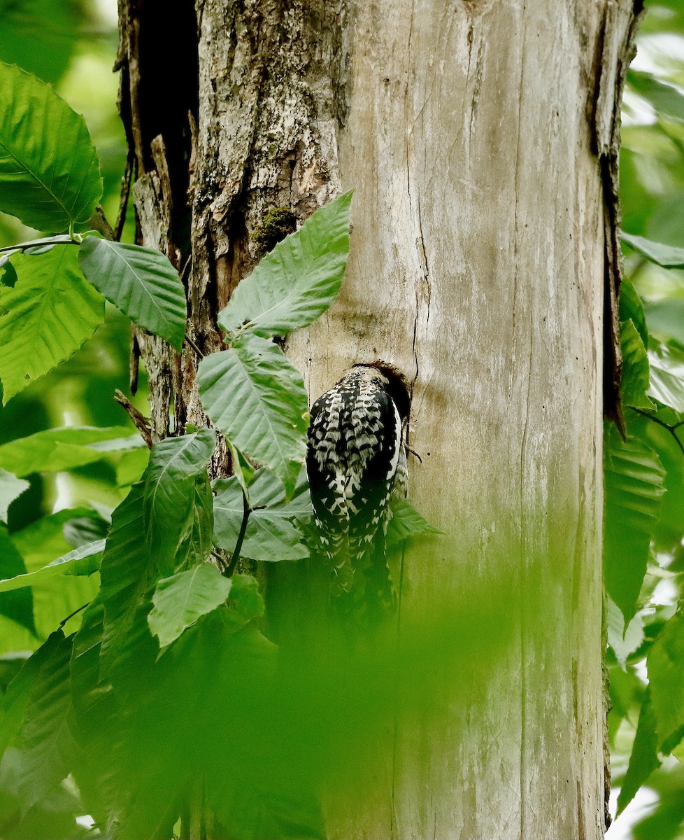 Yellow-bellied Sapsucker - ML458823771