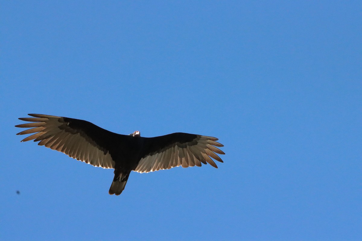 Turkey Vulture - ML458823861