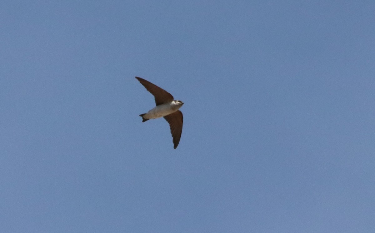 Violet-green Swallow - Oliver  Komar