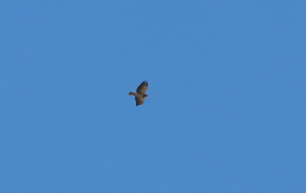 Swainson's Hawk - ML458824671