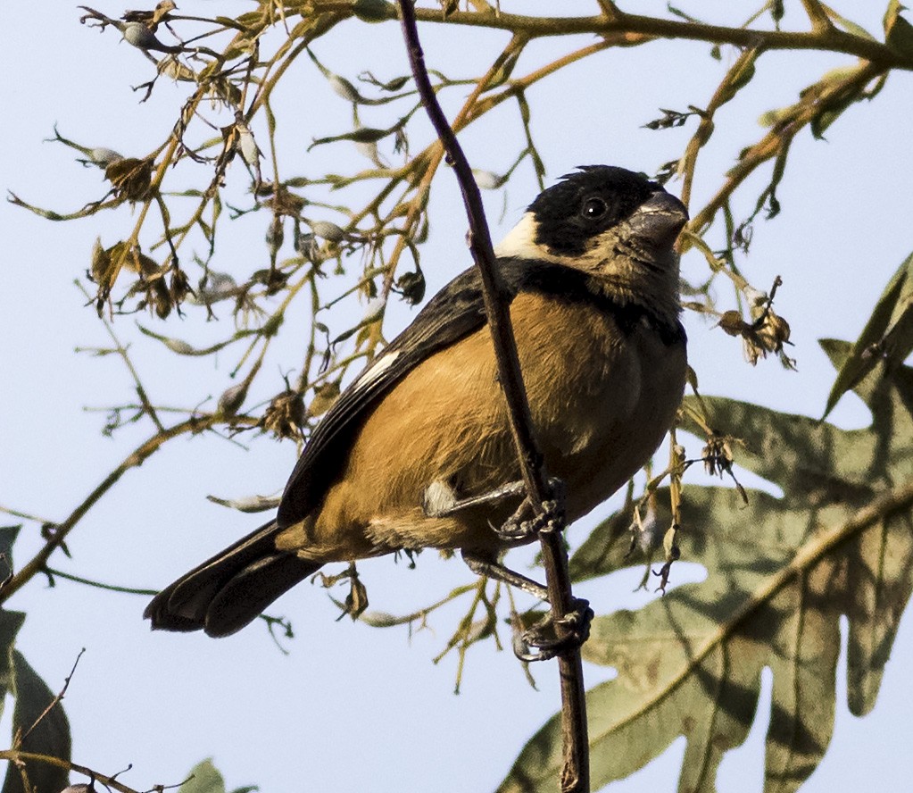 Cinnamon-rumped Seedeater - ML45882511