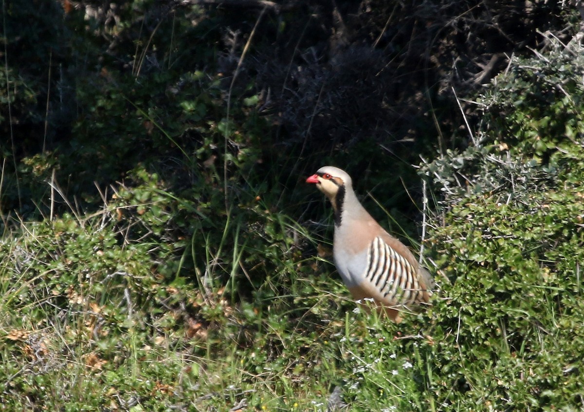 Chukar - ML458826101