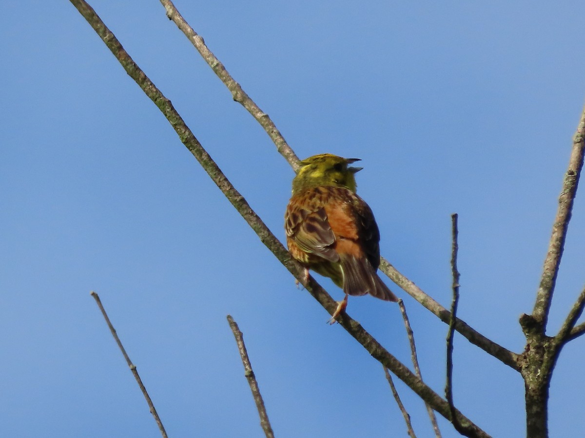 Yellowhammer - Clemente Álvarez Usategui