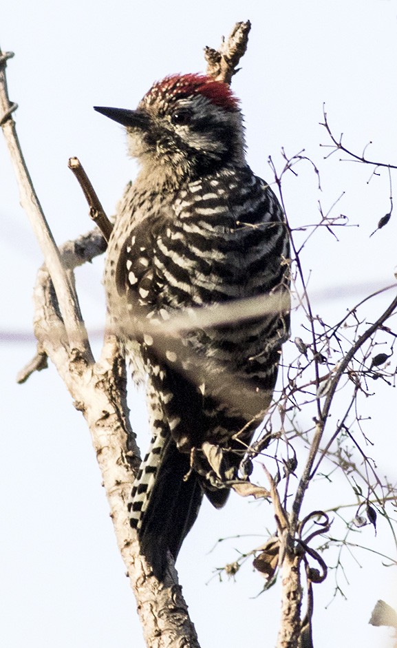 Ladder-backed Woodpecker - ML45882671