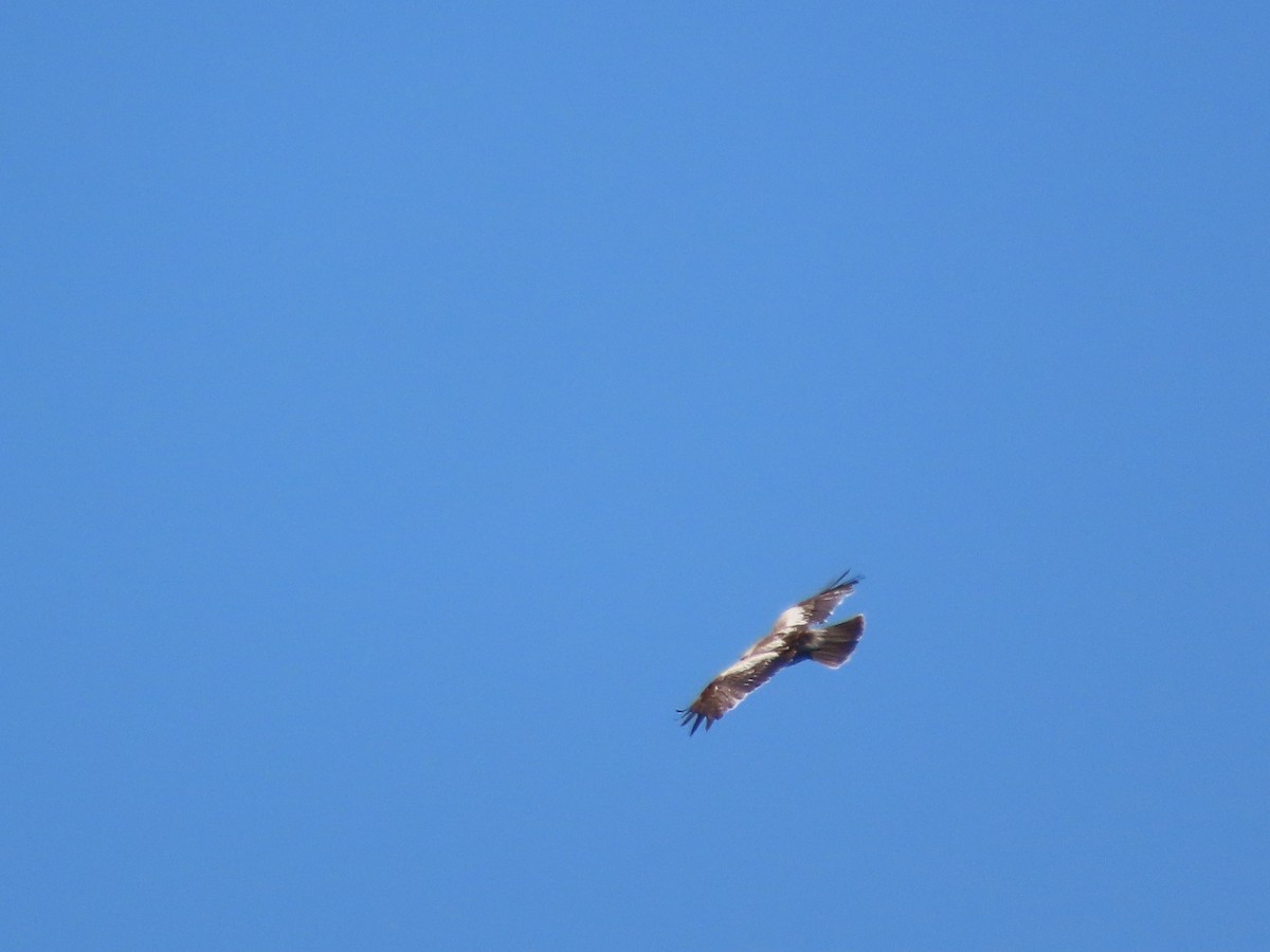 Booted Eagle - Clemente Álvarez Usategui