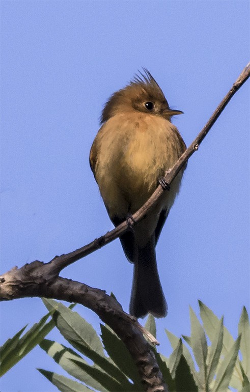 Tufted Flycatcher - ML45882721