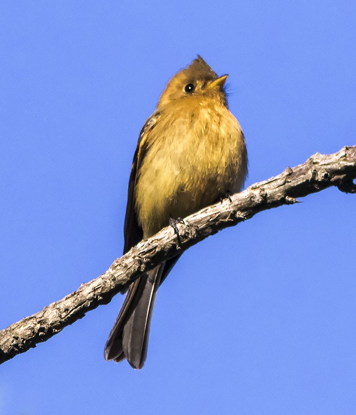 Tufted Flycatcher - ML45882731