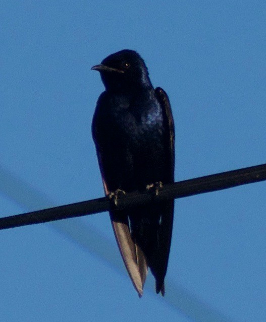 Purple Martin - ML458828021