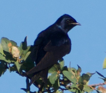 Purple Martin - ML458828031