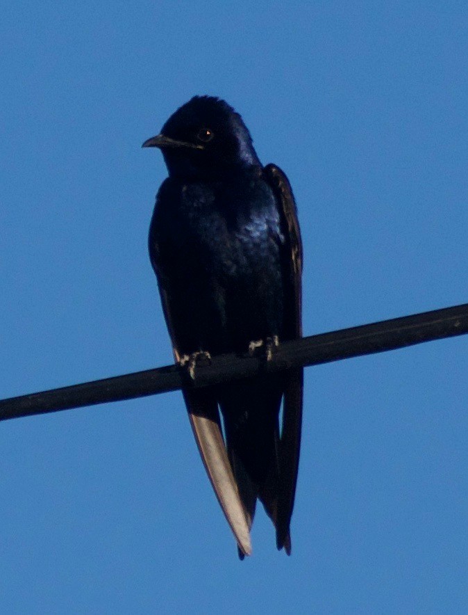 Purple Martin - ML458828041