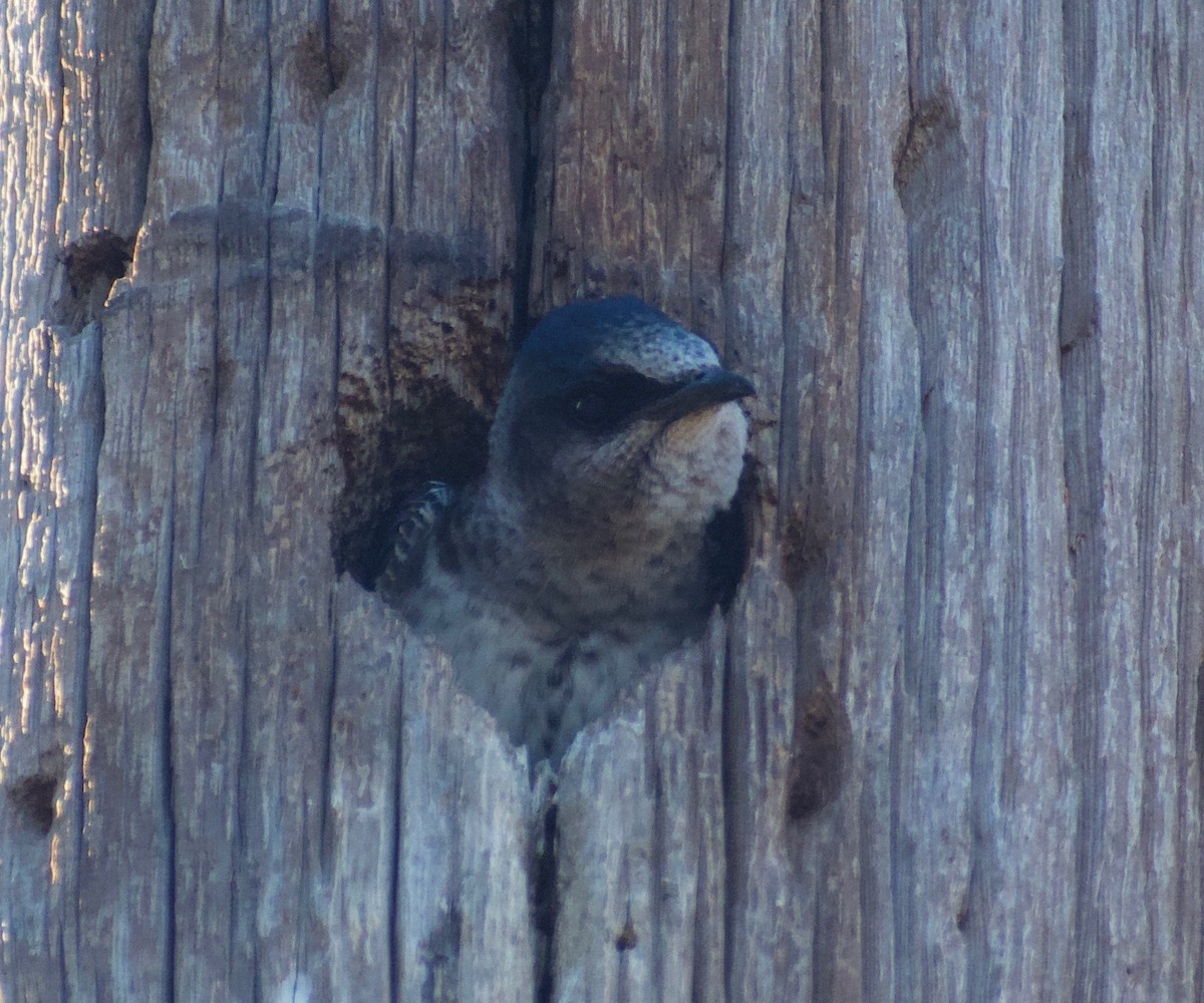 Purple Martin - ML458828051