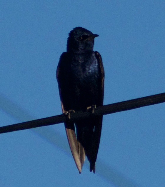 Purple Martin - ML458828071