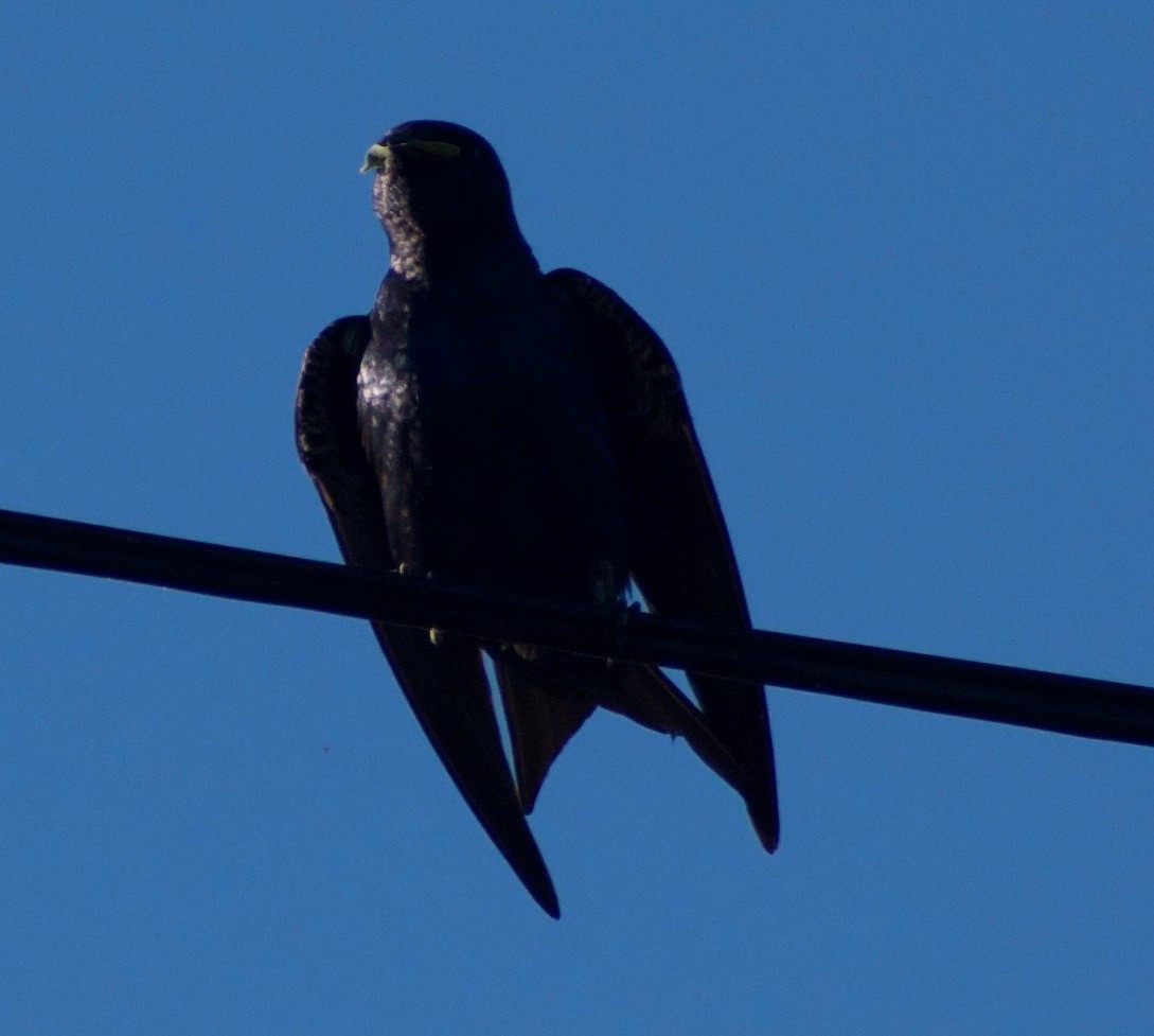 Purple Martin - ML458828081