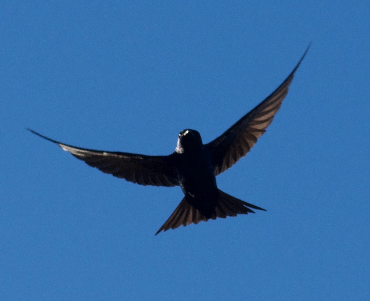 Purple Martin - ML458828101