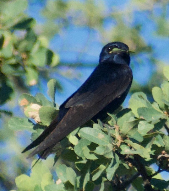 Purple Martin - ML458828111