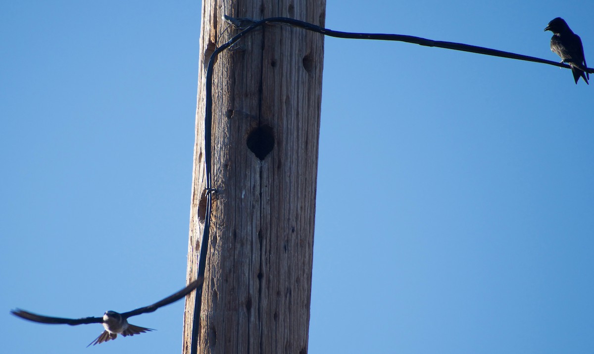 Purple Martin - ML458828121