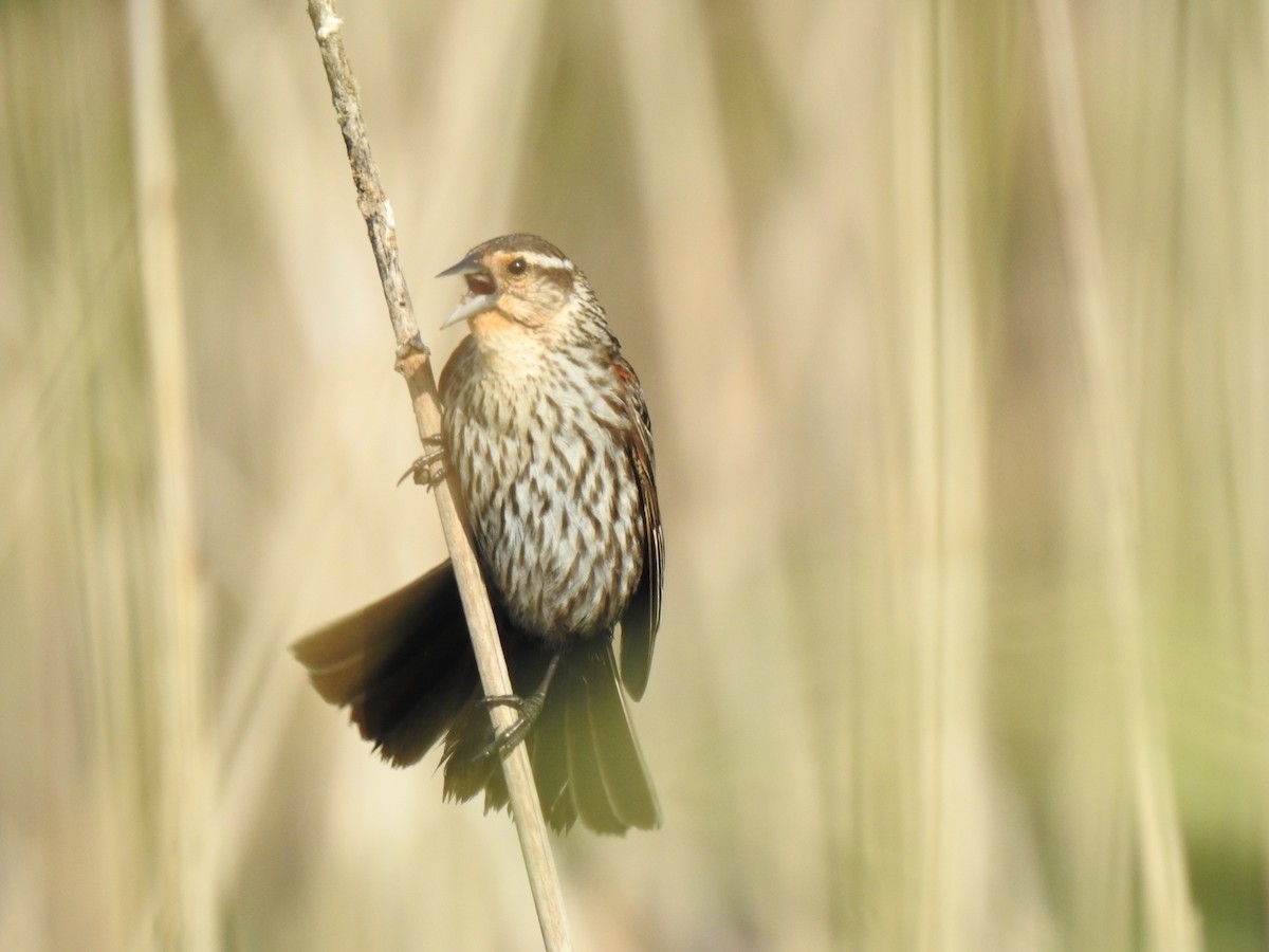 Red-winged Blackbird - ML458828141