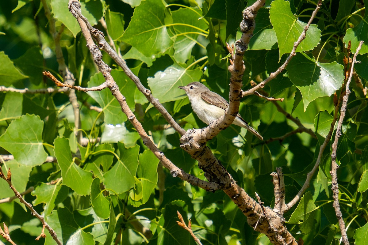 Warbling Vireo - ML458829611