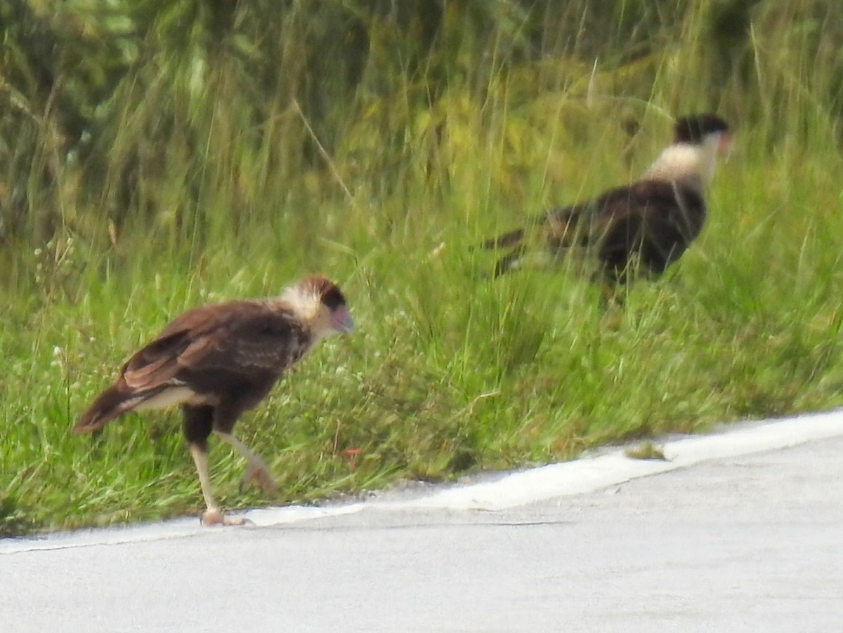 Caracara huppé - ML458829951