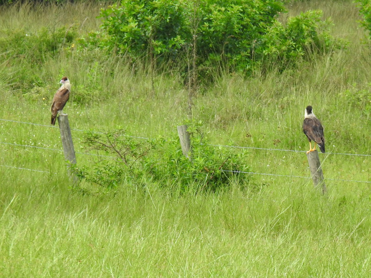 Caracara huppé - ML458829991