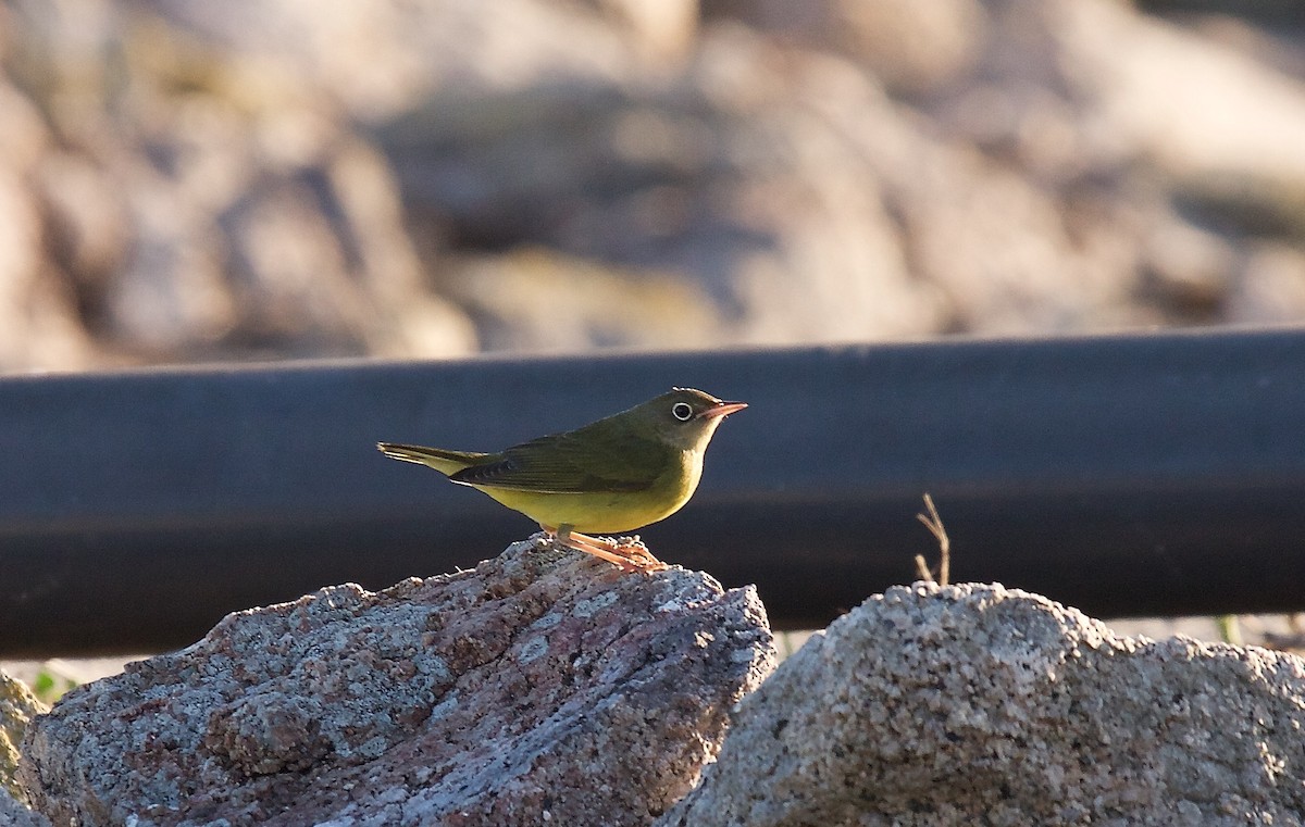 Connecticut Warbler - Matt Brady