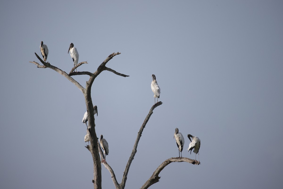 Wood Stork - ML458831981