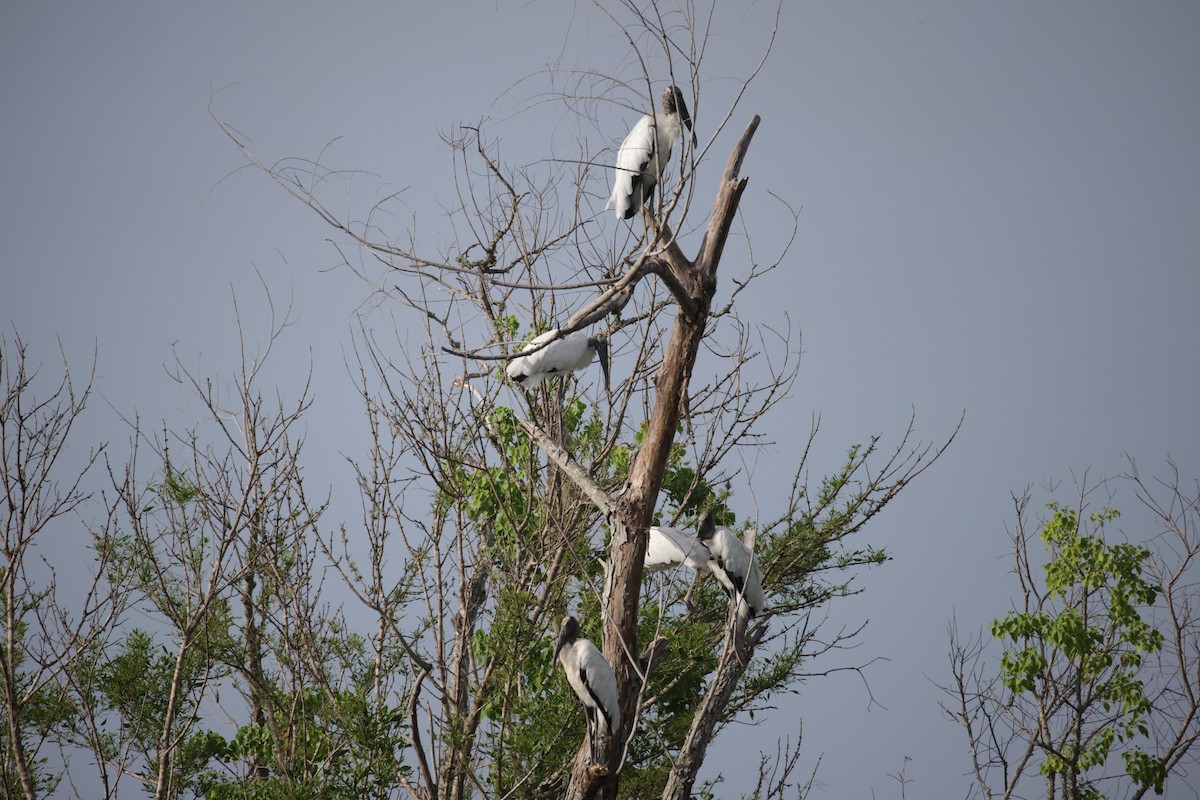 Wood Stork - ML458832021