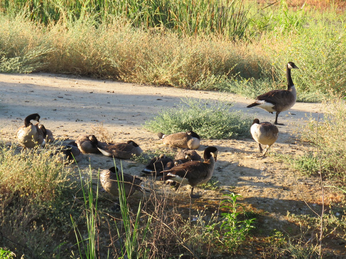 Canada Goose - ML458832371