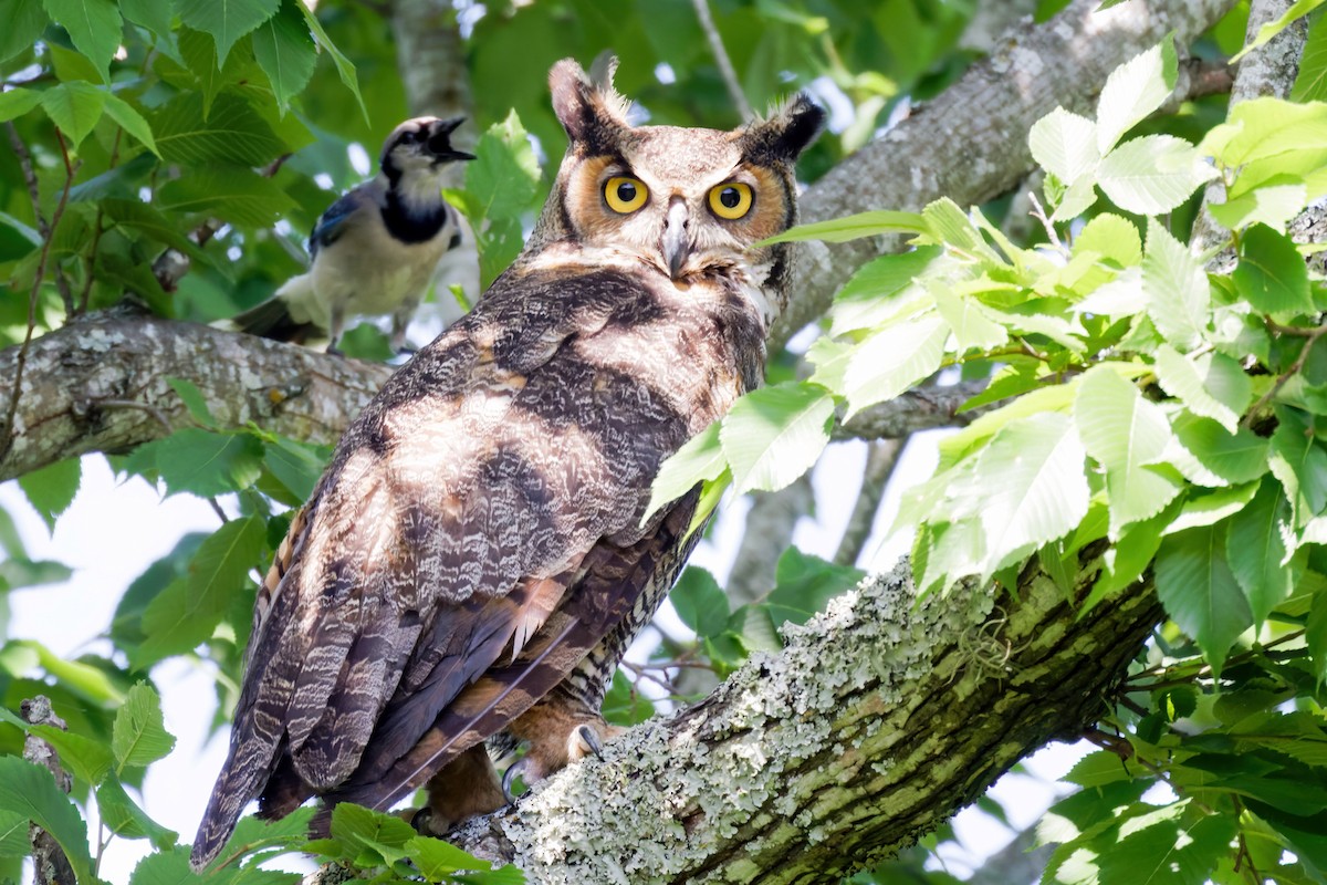 Great Horned Owl - ML458832551