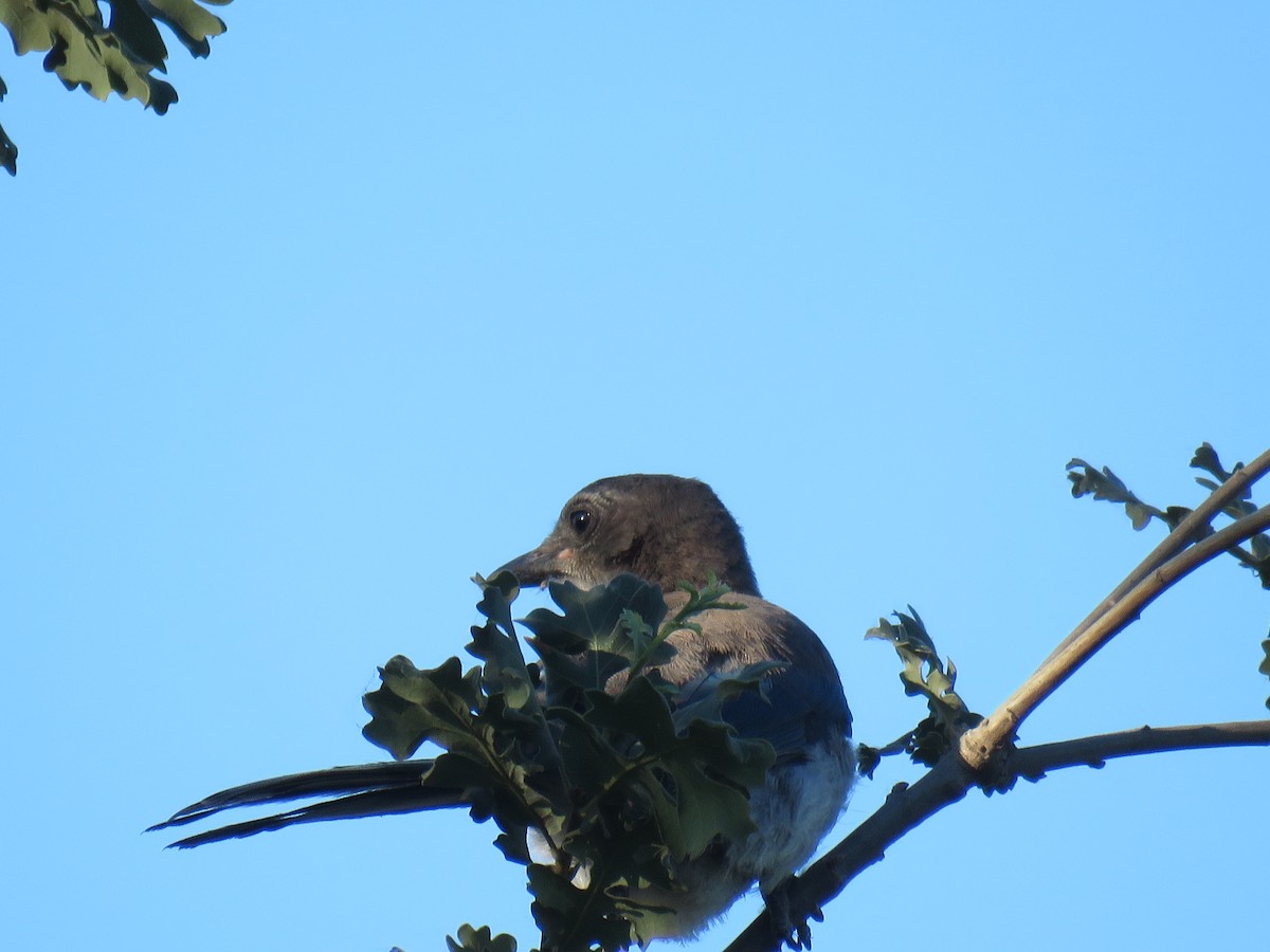 California Scrub-Jay - ML458835031