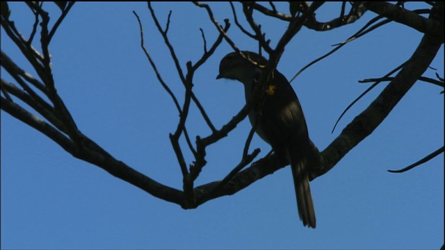 Cuban Solitaire - ML458836