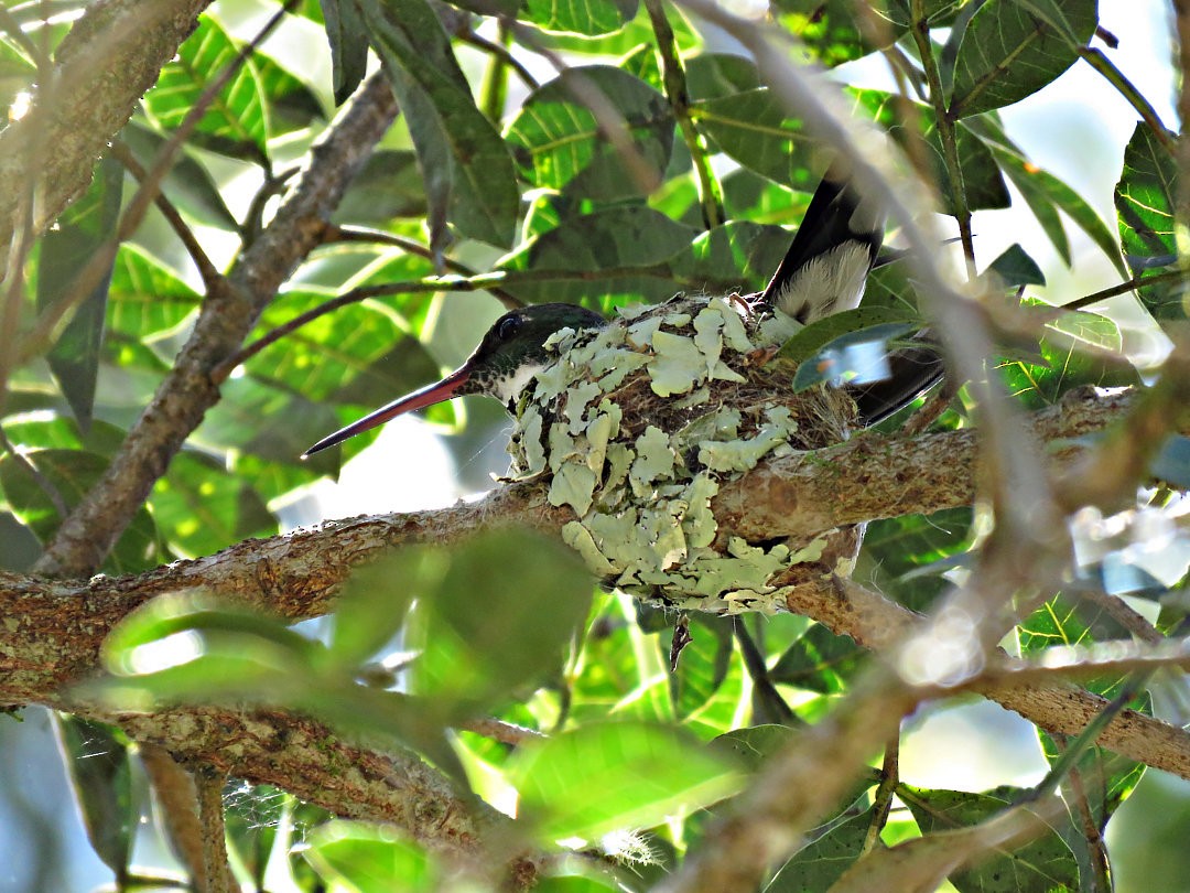White-throated Hummingbird - ML458836541
