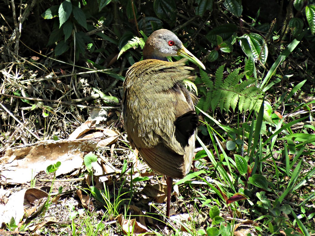 Slaty-breasted Wood-Rail - ML458836741