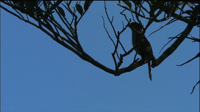 Cuban Solitaire - ML458837